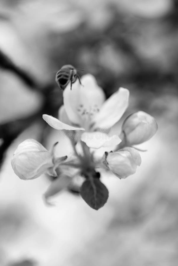 apple blossoms with bee in close-up, black and white photo, closeups and macrophotography. apple blossoms with bee in close-up, black and white photo, closeups and macrophotography