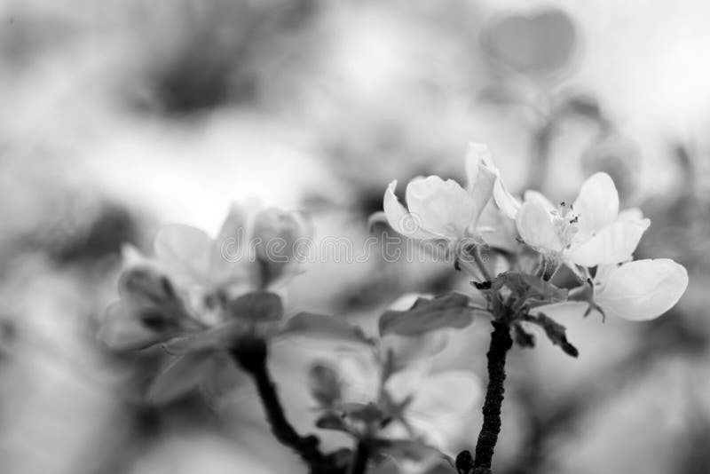 apple blossoms with bee in close-up, black and white photo, closeups and macrophotography. apple blossoms with bee in close-up, black and white photo, closeups and macrophotography