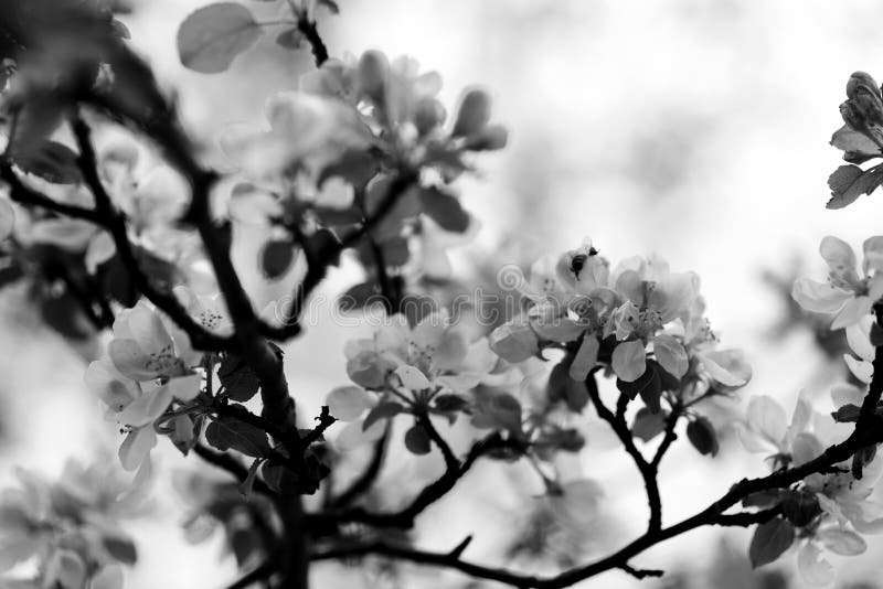 apple blossoms with bee in close-up, black and white photo, closeups and macrophotography. apple blossoms with bee in close-up, black and white photo, closeups and macrophotography