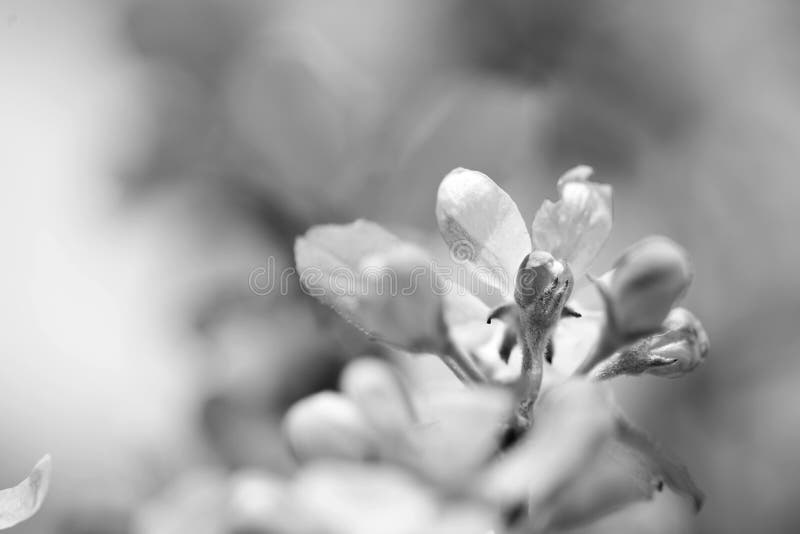 apple blossoms with bee in close-up, black and white photo, closeups and macrophotography. apple blossoms with bee in close-up, black and white photo, closeups and macrophotography