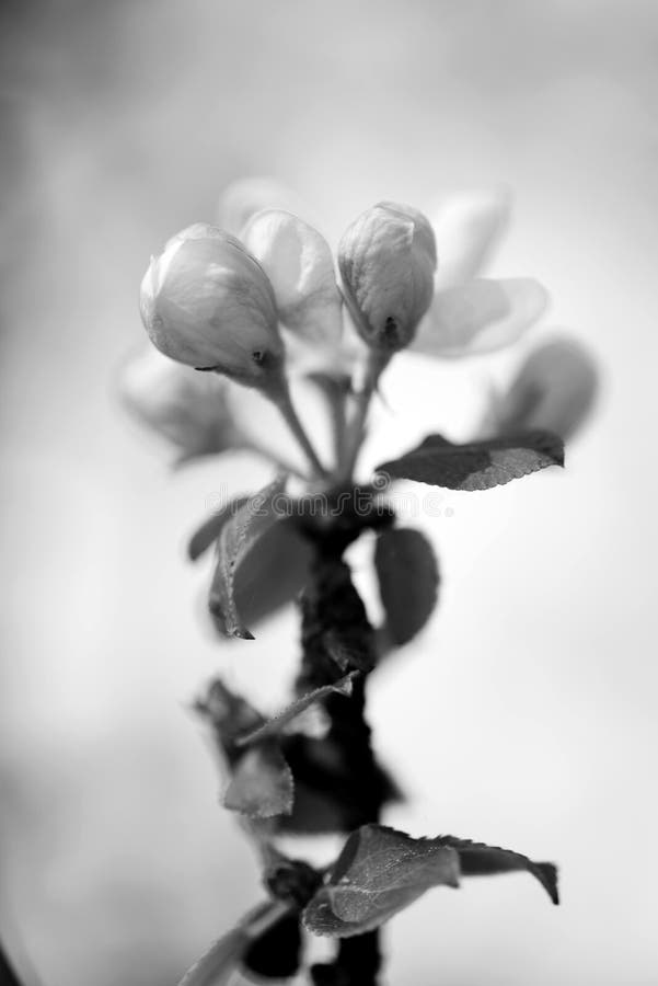 apple blossoms with bee in close-up, black and white photo, closeups and macrophotography. apple blossoms with bee in close-up, black and white photo, closeups and macrophotography