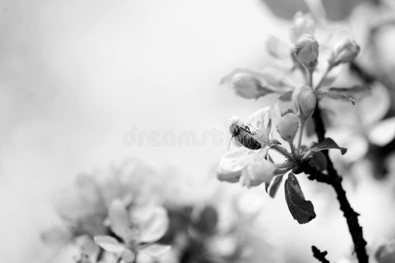 apple blossoms with bee in close-up, black and white photo, closeups and macrophotography. apple blossoms with bee in close-up, black and white photo, closeups and macrophotography