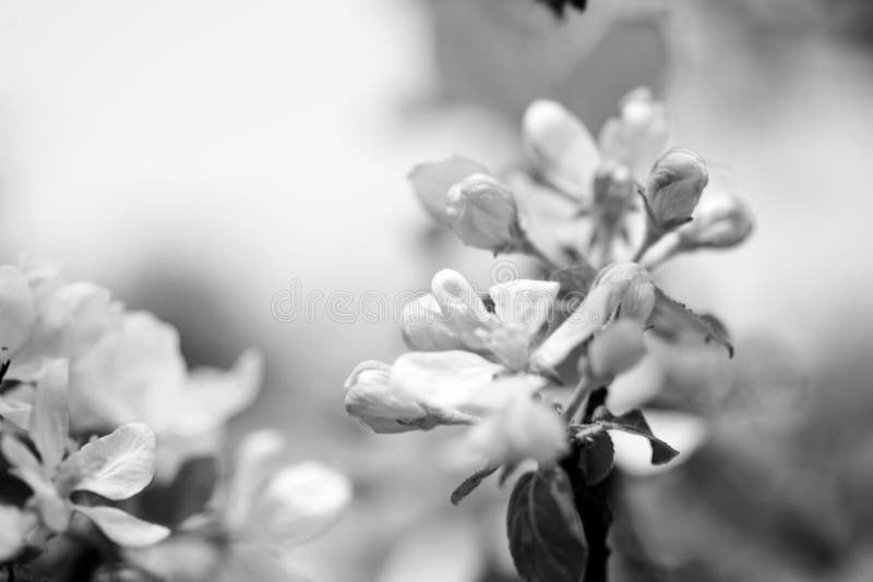 apple blossoms with bee in close-up, black and white photo, closeups and macrophotography. apple blossoms with bee in close-up, black and white photo, closeups and macrophotography