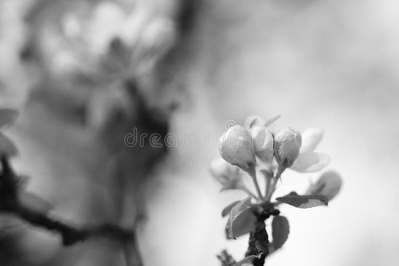 apple blossoms with bee in close-up, black and white photo, closeups and macrophotography. apple blossoms with bee in close-up, black and white photo, closeups and macrophotography