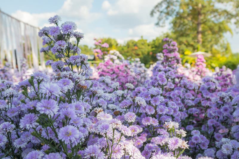 Beautiful margaret flowers blooming in the garden. Beautiful margaret flowers blooming in the garden