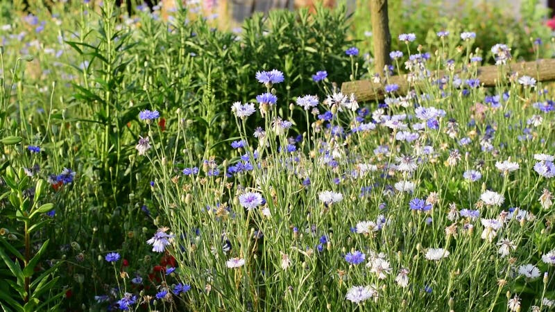 Flores flores flores de maíz azules sopla en el viento.