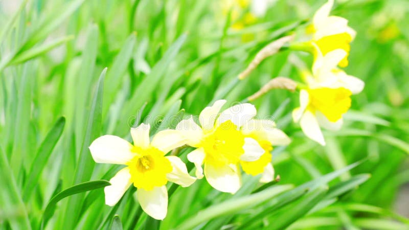 Flores de narciso