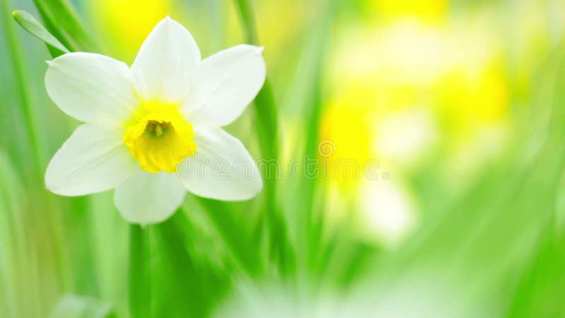 Flores de narciso