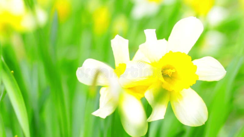 Flores de narciso