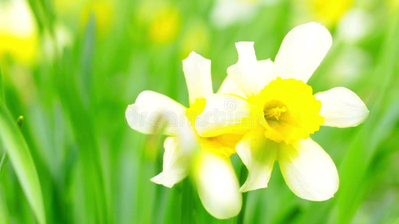 Flores de narciso