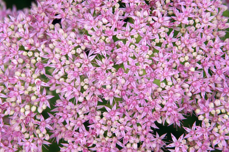 Flores de Orpin fotos de archivo libres de regalías Flores de Orpin fotos de archivo libres de regalías
