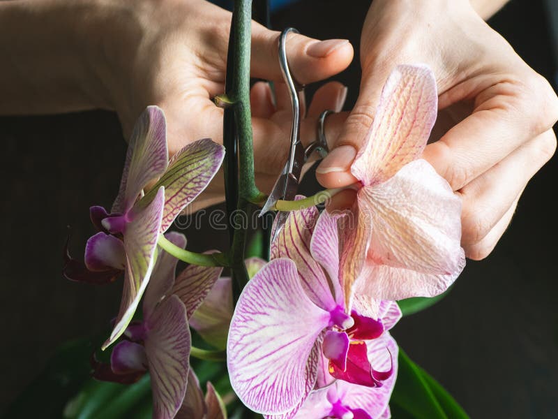 109 Orquídeas De Muerte Fotos de stock - Fotos libres de regalías de  Dreamstime