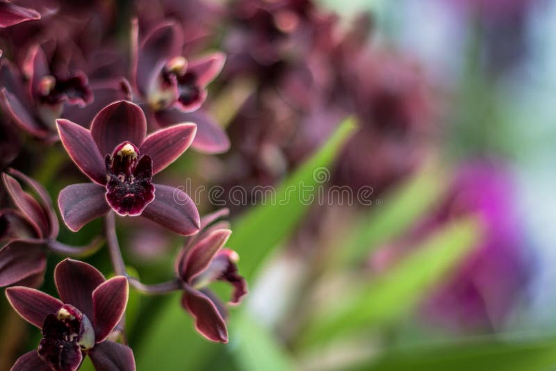 Flores De Orquídea Negra Exótica Foto de archivo - Imagen de parque, flora:  171155716
