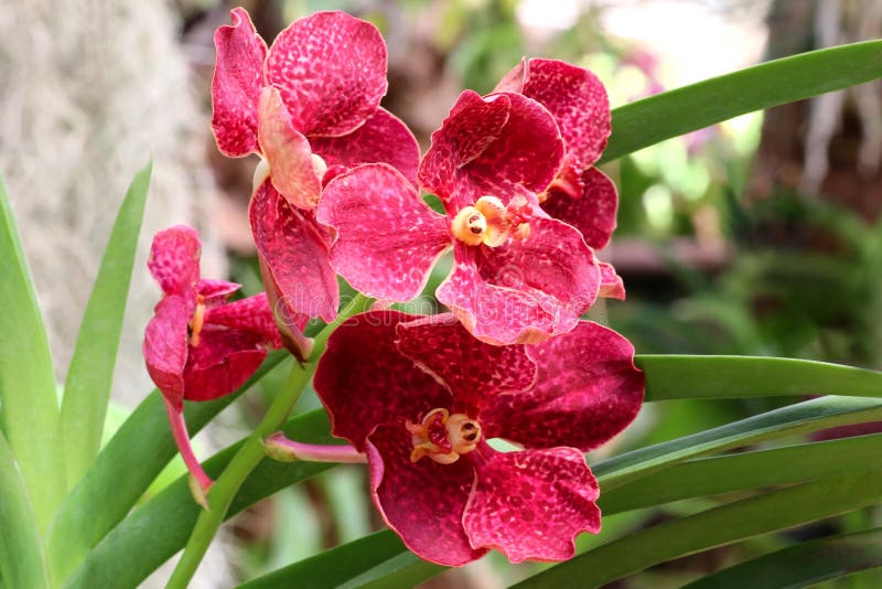 Flores De Orquídea Roja En El Jardín Verde Foto de archivo - Imagen de belleza, fondo: 198623900 Flores De Orquídea Roja En El Jardín Verde Foto de archivo - Imagen de belleza, fondo: 198623900