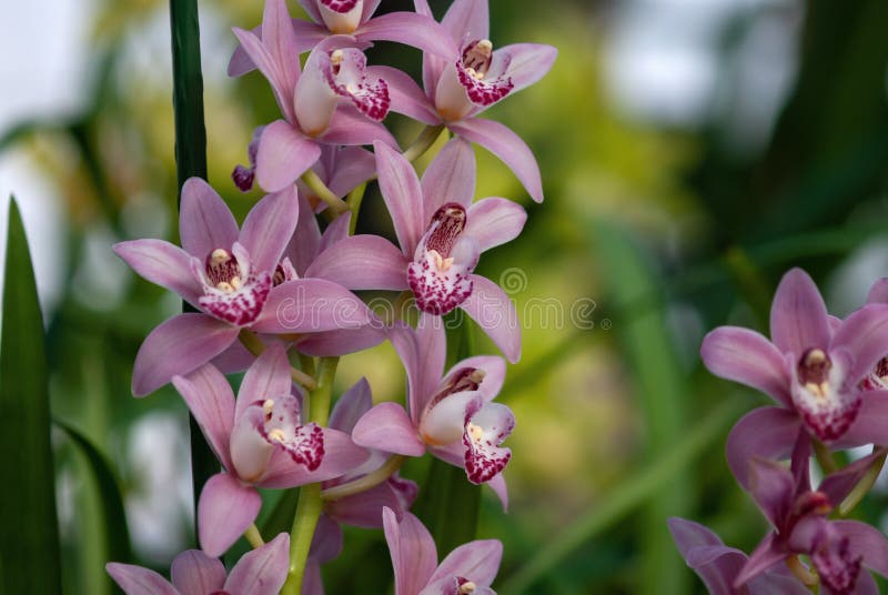 Flores De Orquídea Rosa Cymbidium O Orquídea Barco Contra El Jardín  Botánico Borroso Stock Foto Imagen de archivo - Imagen de enmascarado,  tropical: 211479171