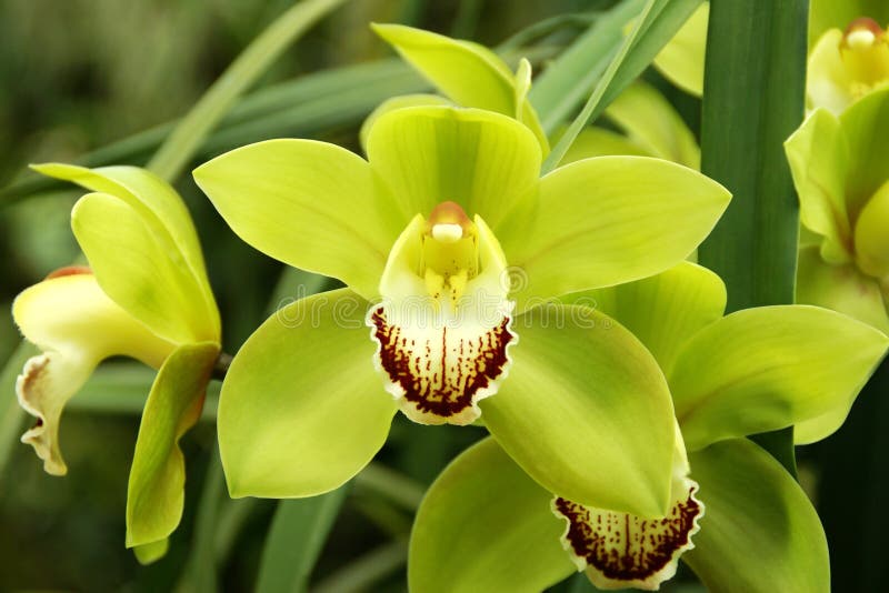Flores de orquídeas verdes de cimbidio en flor imagenes de archivo Flores de orquídeas verdes de cimbidio en flor imagenes de archivo