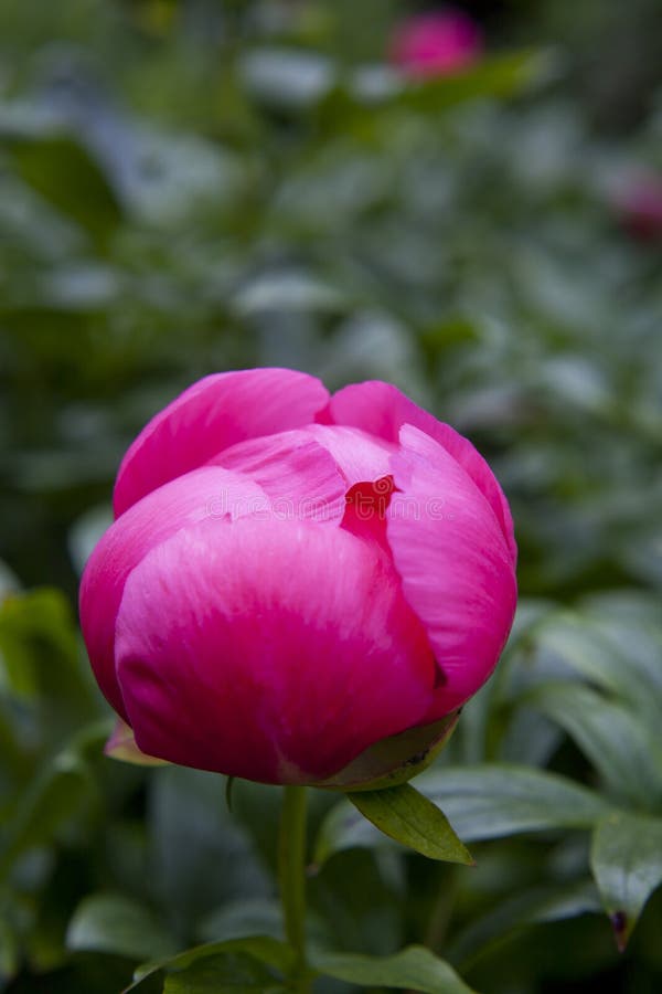 Mato De Peões No Jardim. Lindos Botões Cor-de-rosa Escuros Das Flores De  Verão. Cor De Peony Flor Bordeaux Foto de Stock - Imagem de nave,  florescer: 186224360