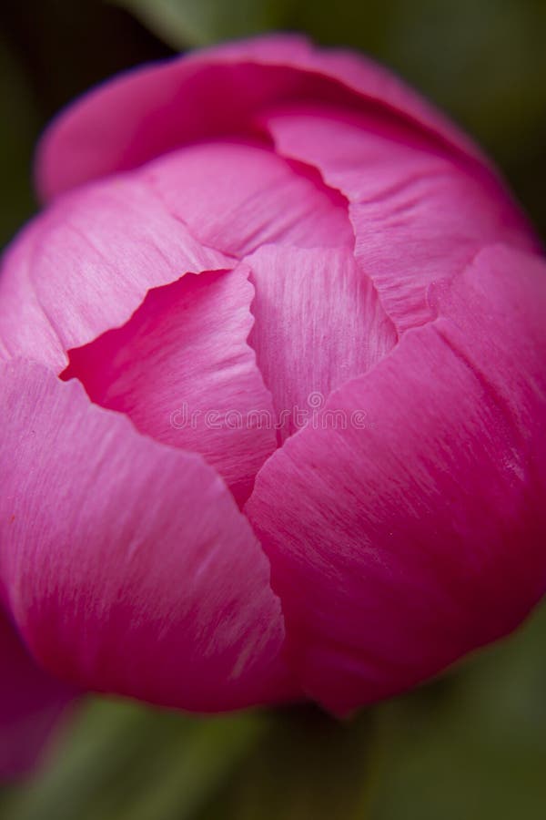 Mato De Peões No Jardim. Lindos Botões Cor-de-rosa Escuros Das Flores De  Verão. Cor De Peony Flor Bordeaux Foto de Stock - Imagem de nave,  florescer: 186224360