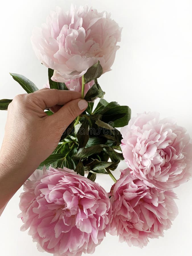 Mato De Peões No Jardim. Lindos Botões Cor-de-rosa Escuros Das Flores De  Verão. Cor De Peony Flor Bordeaux Foto de Stock - Imagem de nave,  florescer: 186224360