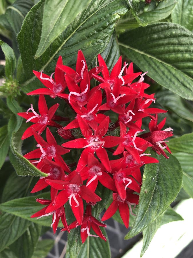 Flores De Penta En Forma De Estrella Roja Foto de archivo - Imagen de cubo,  verde: 212188942