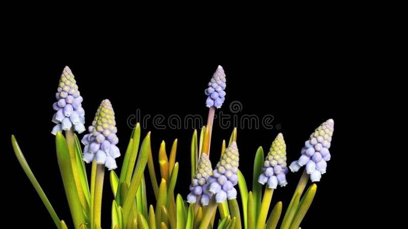 Flores de pico azul flor timelapso con canal alfa