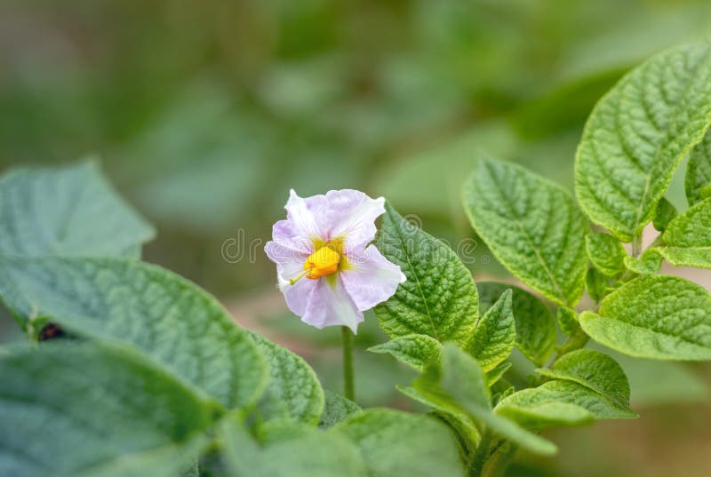 Flores De Plantas De Batata Florescendo No Jardim. Flor Branca De Batata  Florescente No Campo Agrícola Foto de Stock - Imagem de vegetal, florescer:  191329800