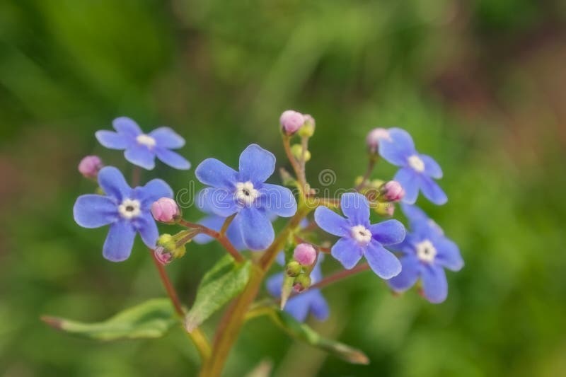 Flores De Primavera Azul Olvigetmenots. Olvigetmenot De Flores Azules.  Nombre Latino Miosotis Sylvatica Imagen de archivo - Imagen de exterior,  pétalo: 235943169