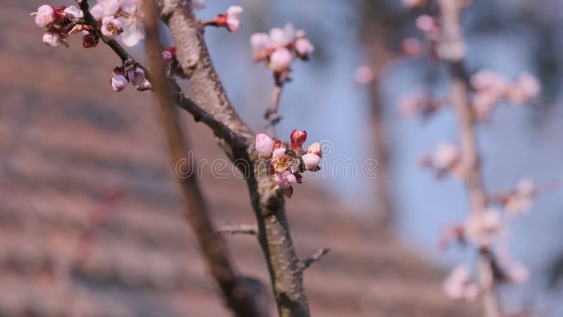 Flores de primavera del árbol de melocotón que polinizan abejas