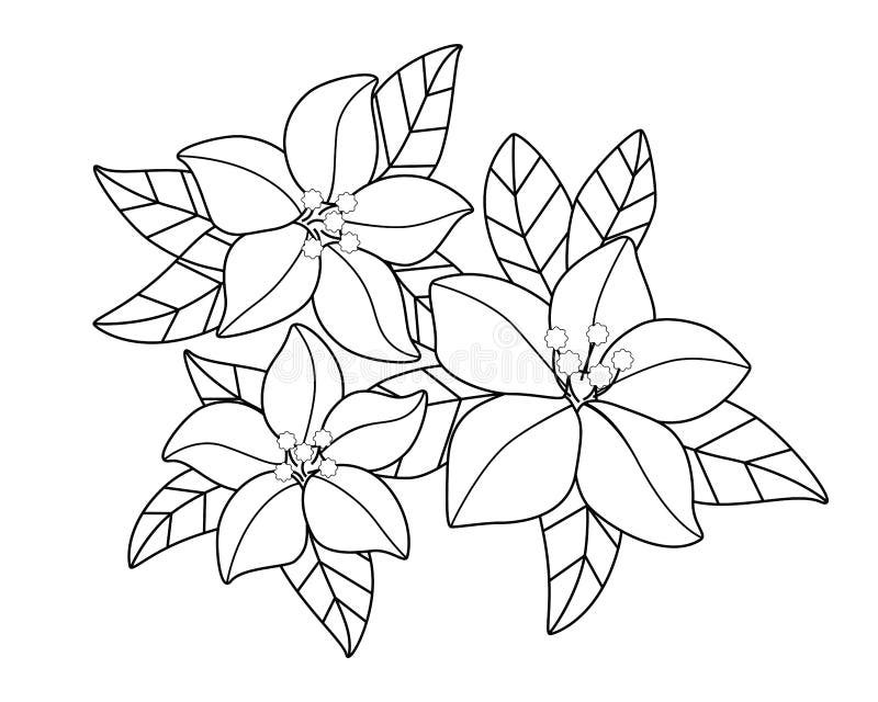 Desenhos para colorir gratuitos de Flores e vegetação para imprimir -  Flores e vegetação - Coloring Pages for Adults