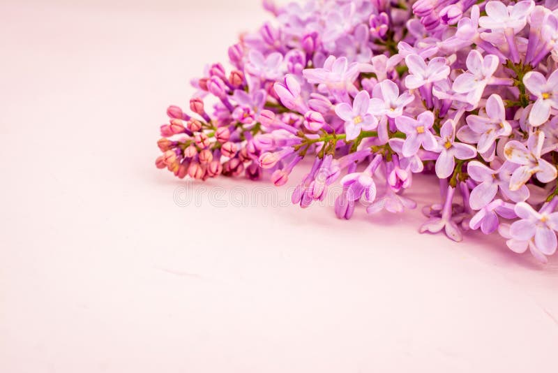 Flores de primavera lindas ramificações lilares cor-de-rosa