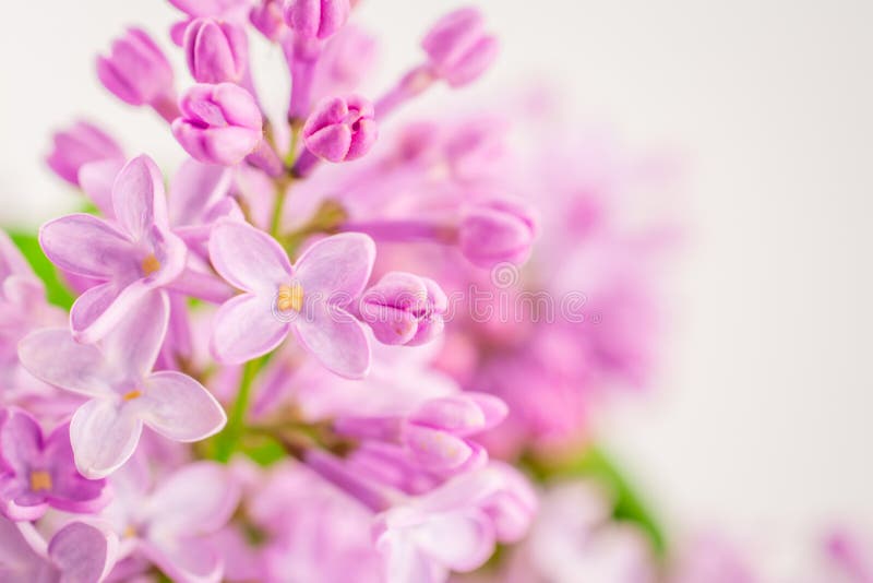 Flores de primavera lindas ramificações lilares cor-de-rosa