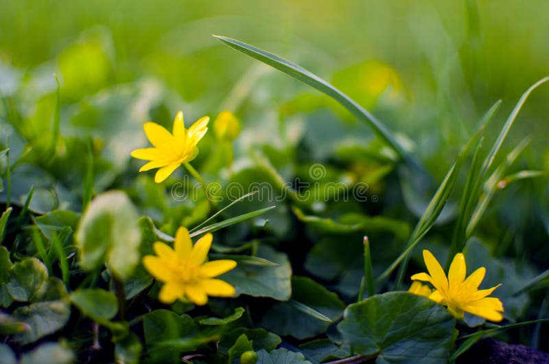 Flores De Primavera Pequeñas Al Aire Libre Para El Fondo Foto de archivo -  Imagen de travieso, resorte: 171890072