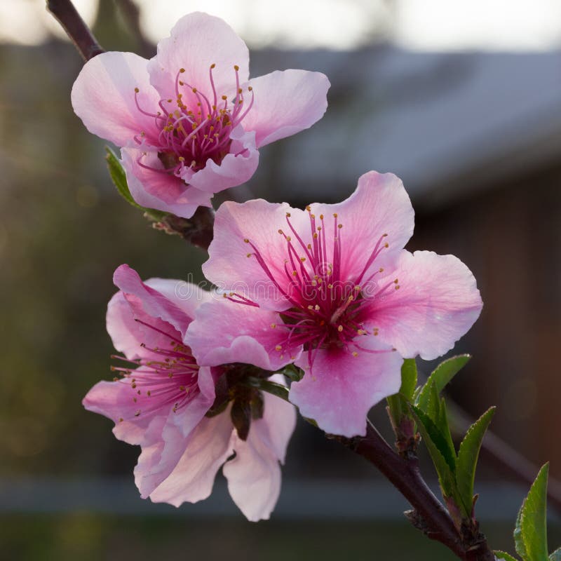 Flores de Prunus Persica do pêssego no por do sol imagens de stock Flores de Prunus Persica do pêssego no por do sol imagens de stock