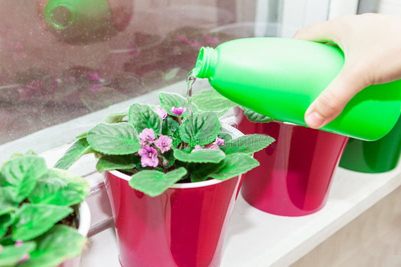 Flores de rega imagem de stock