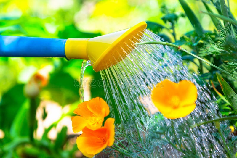 Flores de riego en una cama de flor de una regadera azul y amarilla El concepto de cultivar un huerto y de cuidado de la planta C imagenes de archivo Flores de riego en una cama de flor de una regadera azul y amarilla El concepto de cultivar un huerto y de cuidado de la planta C imagenes de archivo