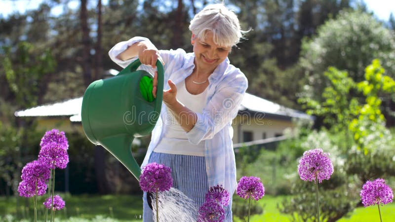 Flores de riego de la mujer mayor en el jardín del verano metrajes