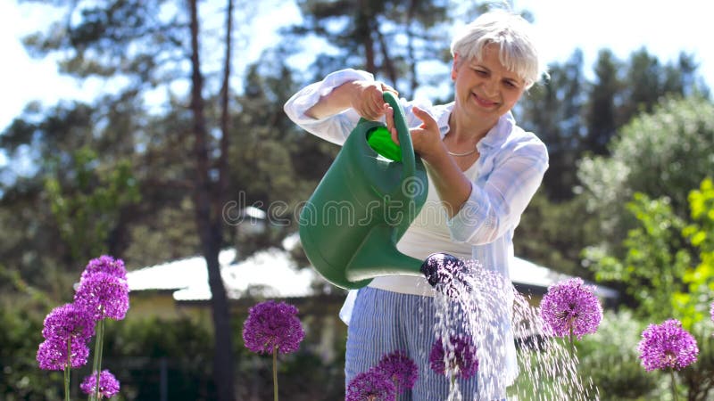 Flores de riego de la mujer mayor en el jardín del verano almacen de video