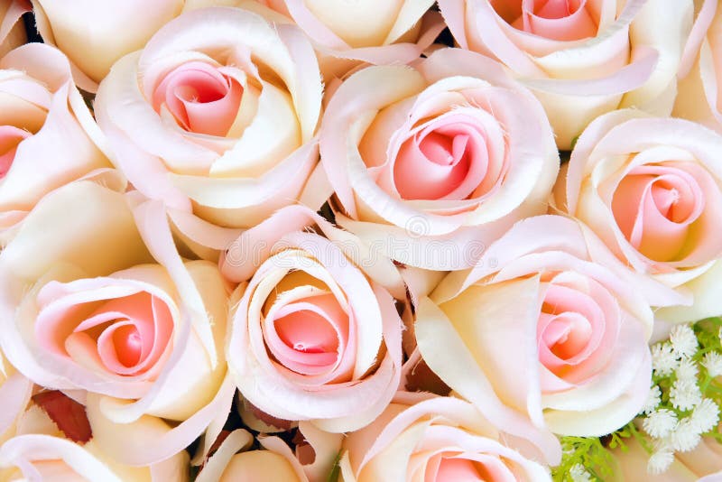 Flores de Rosa fotografia de stock Flores de Rosa fotografia de stock
