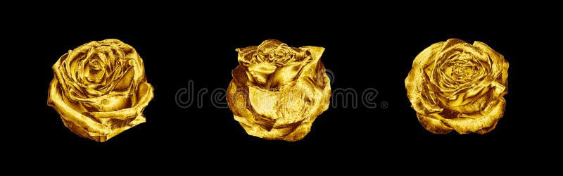 Flores De Rosa Dourado Colam Fundo Preto Isolado Três Rosas Douradas Cinza  Cabeça De Metal Amarelo Brilhante Desenho Decorativo Foto de Stock - Imagem  de elemento, bonito: 204472666