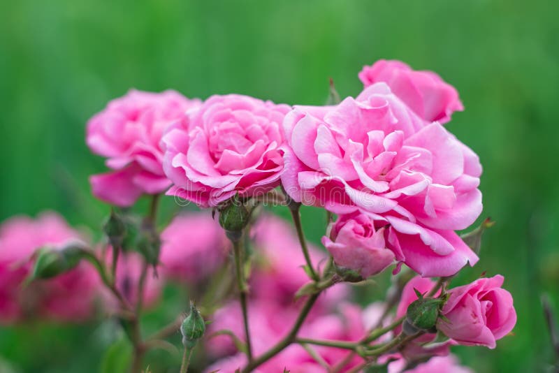 Flores De Rosas En El Jardín. Enfoque Suave. Fondo De Fondo De Pantalla Floral Rosa Rosa Rosa Imagen de archivo - Imagen de verde, pétalo: 188388369 Flores De Rosas En El Jardín. Enfoque Suave. Fondo De Fondo De Pantalla Floral Rosa Rosa Rosa Imagen de archivo - Imagen de verde, pétalo: 188388369