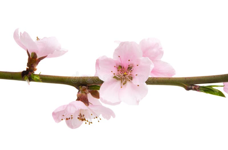 Flores de Sakura isoladas imagem de stock Flores de Sakura isoladas imagem de stock
