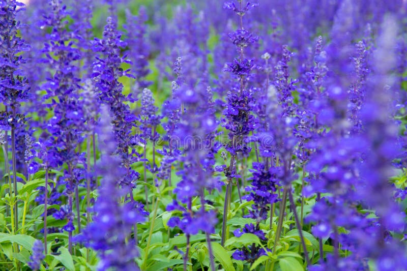 Morning sunlight Blue Salvia farinacea flowers in the garden. Purple lavender flower for background. Mealy Cap. Morning sunlight Blue Salvia farinacea flowers in the garden. Purple lavender flower for background. Mealy Cap.