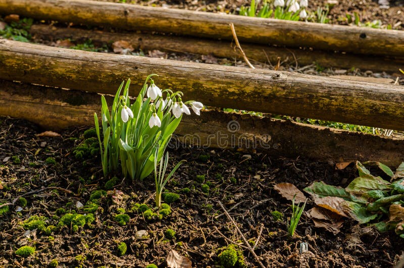 Flores de Snowdrop fotos de archivo libres de regalías Flores de Snowdrop fotos de archivo libres de regalías