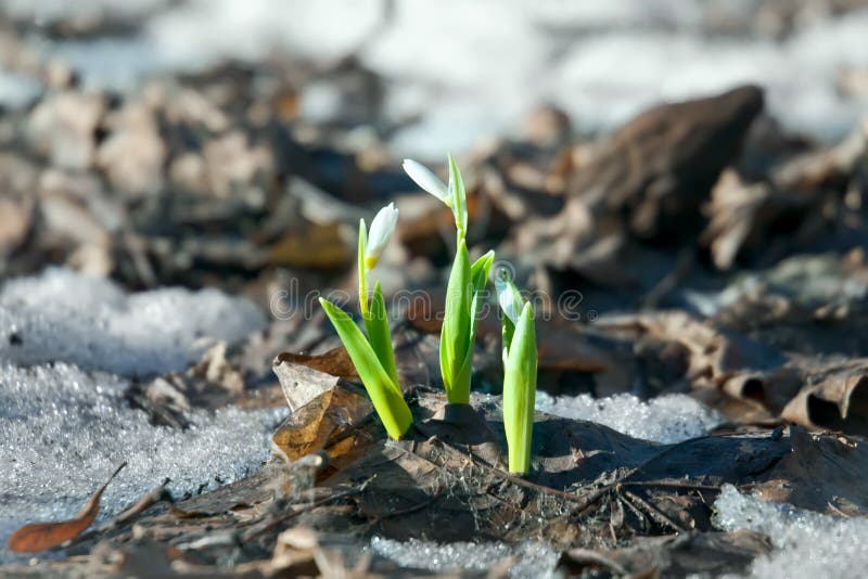 Flores de Snowdrop na mola fotografia de stock royalty free Flores de Snowdrop na mola fotografia de stock royalty free