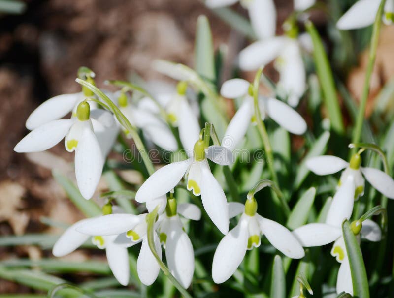 Flores de Snowdrops foto de stock