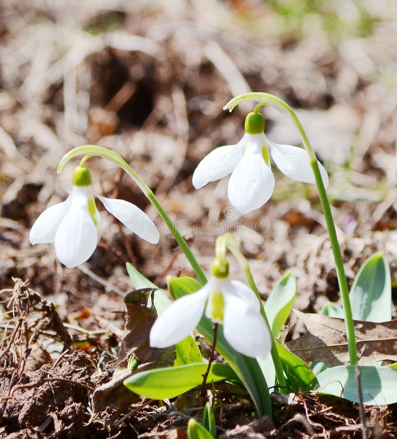 Flores de Snowdrops fotografia de stock royalty free