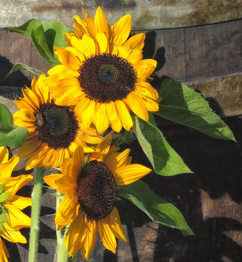 Download Flores de Sun imagen de archivo. Imagen de wooden, hoja - 100534417