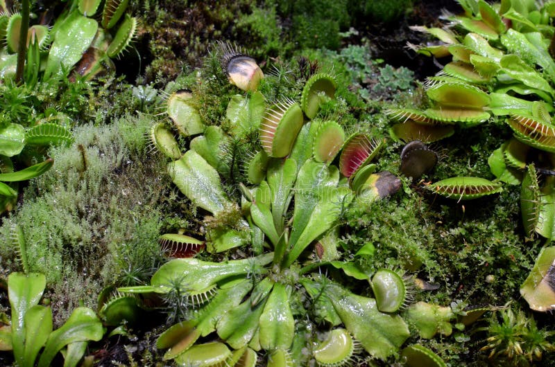Flores De Trampa De Mosca De Venus - Plantas Carnívoras Que Crecen En El Suelo En El Jardín Botánico - Dionaea Muscipula Foto de archivo - Imagen de humedad, jarra: 166584254 Flores De Trampa De Mosca De Venus - Plantas Carnívoras Que Crecen En El Suelo En El Jardín Botánico - Dionaea Muscipula Foto de archivo - Imagen de humedad, jarra: 166584254