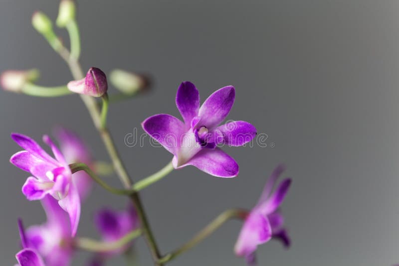 Flores De Um Kingianum Do Dendrobium Da Orquídea Do Dendrobium Imagem de  Stock - Imagem de tropical, roxo: 134368861