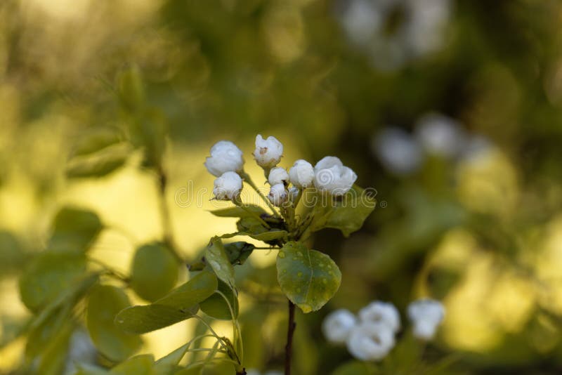 Flores de uma pera selvagem europeia. Flores de um pyraster selvagem europeu do Pyrus da pera